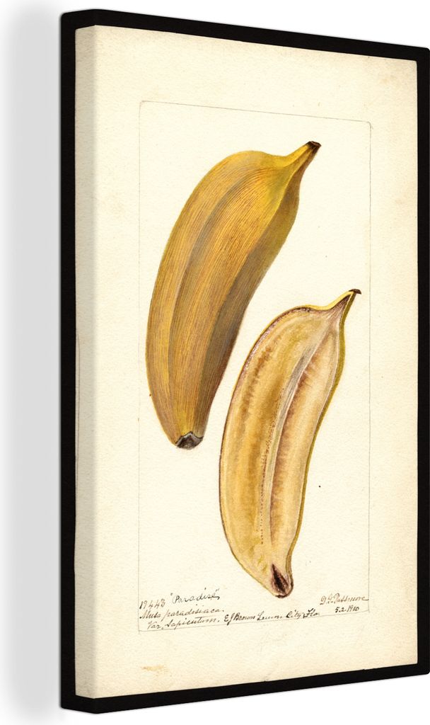 OneMillionCanvasses - Leinwandbilder - 90x140 cm, Musa, Paradiesbanane - Gemälde von Deborah Griscom Passmore, Wandbilder Kunstdruck Wanddekorat...