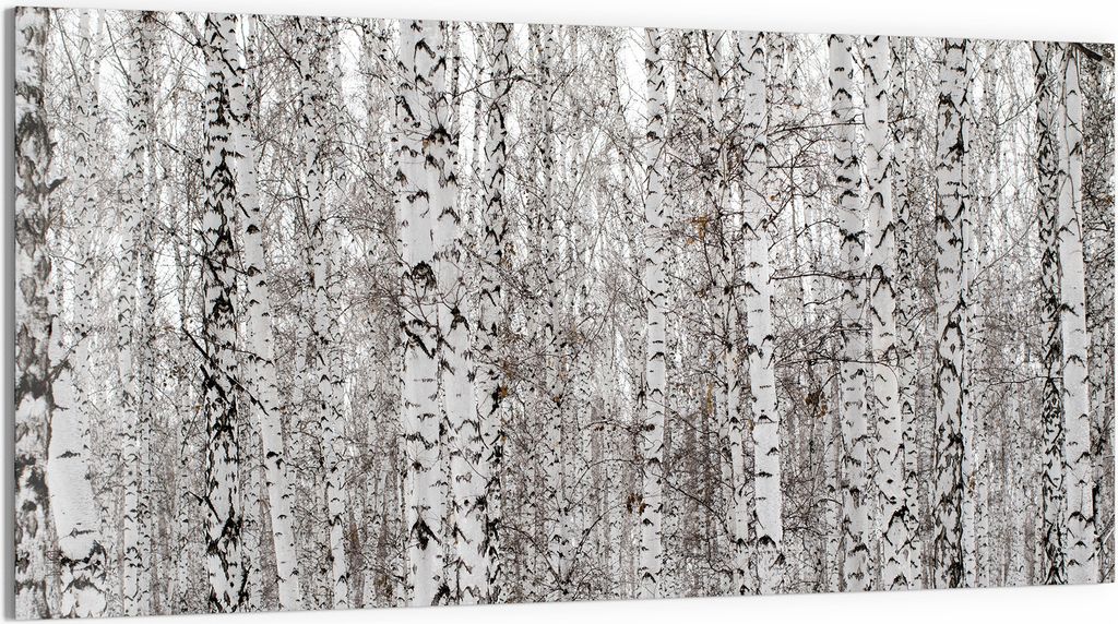 DEQORI Glasbild Echtglas 100x50 cm 'Birkengeheimnis' Wandbild Bild modern Deko