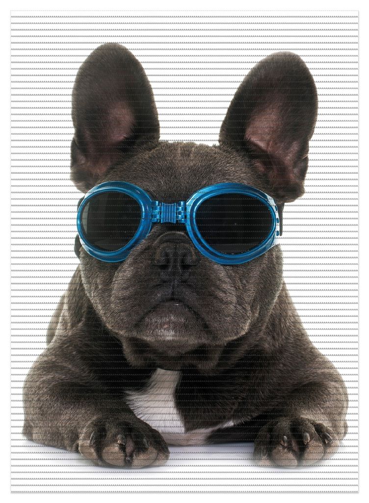 Wallario Duschmatte Antirutschmatte Badmatte Fußmatte Cooler Hund mit Sonnenbrille in blau - Französische Bulldogge, Größe ca. 90 x 65 cm