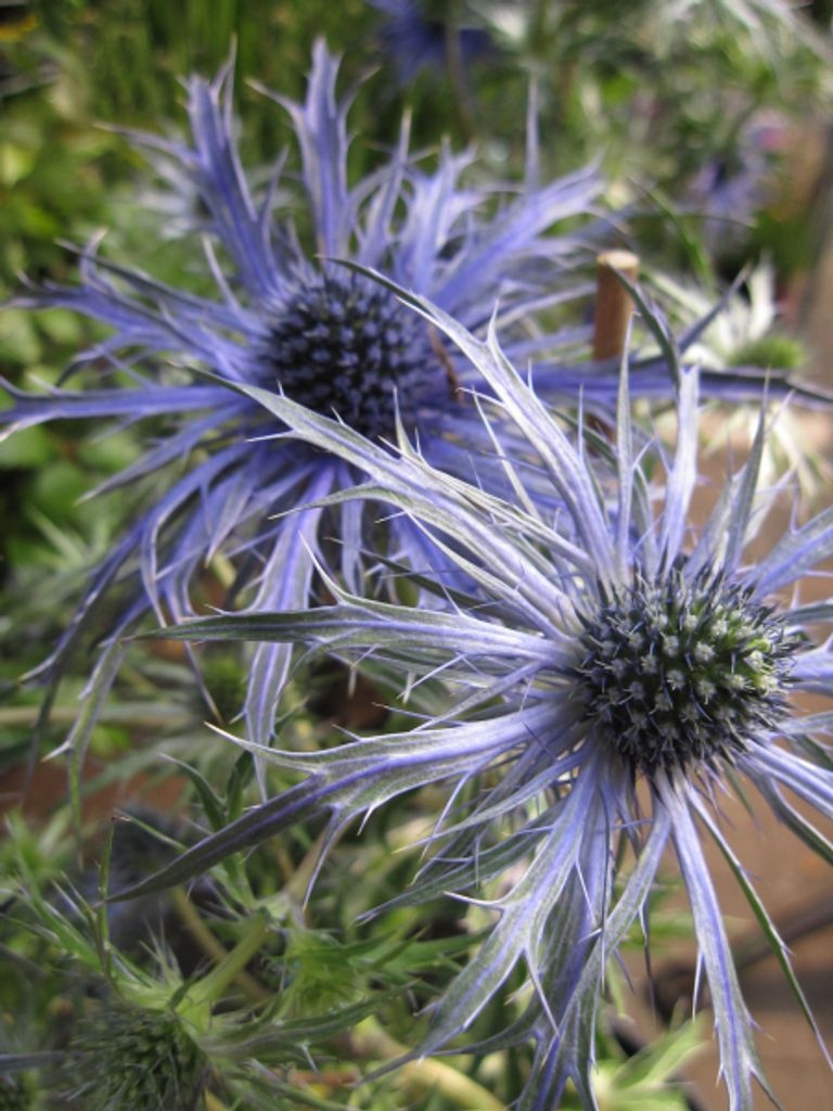 Eryngium planum Blaukappe  - Kleiner Mannstreu Blaukappe Produktbild 