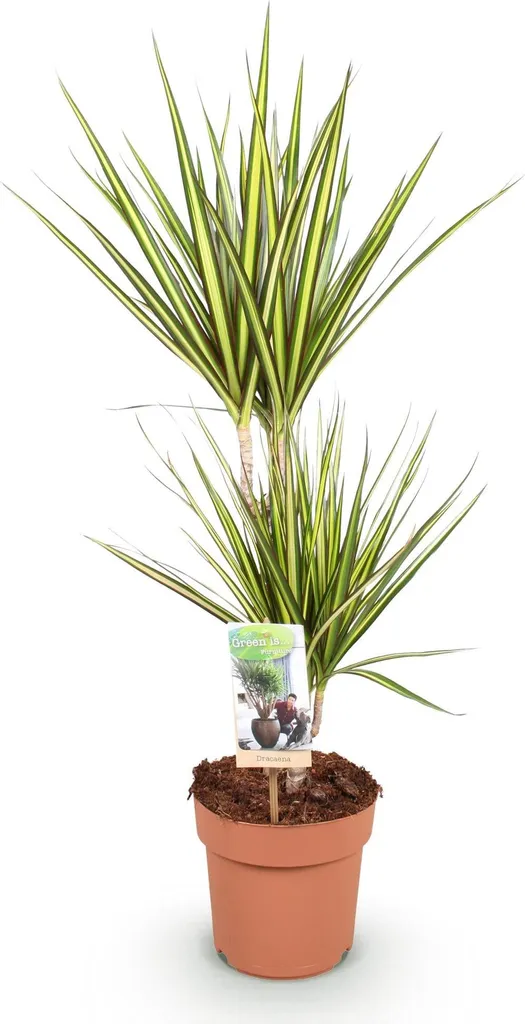 Dracaena Sunray 17cm Altezza 70cm | Pianta Vera da Appartamento