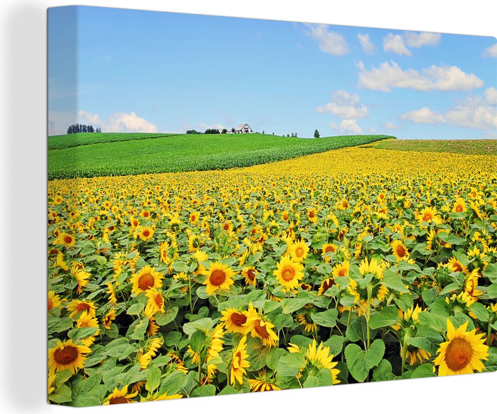 OneMillionCanvasses - Leinwandbilder - 140x90 cm, Feld mit allen Sonnenblumen, Wandbilder Kunstdruck Wanddekoration - Foto auf Leinwand - Gemäld...