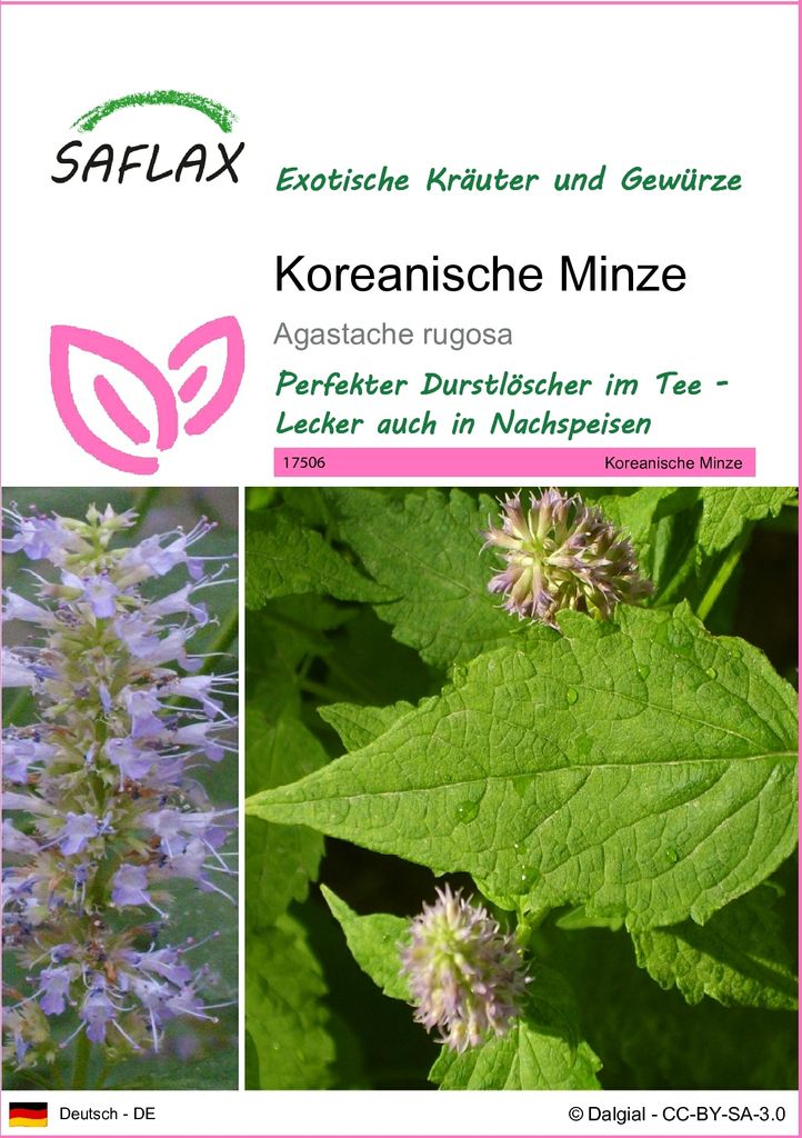 SAFLAX - Kräuter - Koreanische Minze - 1200 Samen - Agastache rugosa