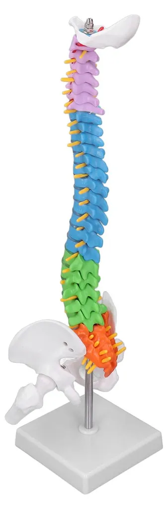Colonne vertébrale didactique miniature 45 cm avec code de couleur