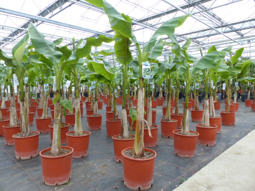 Bananenstaude Banane Musa Basjoo 160 cm Kaufland.de