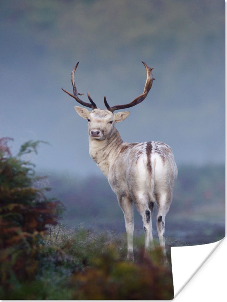 MuchoWow Poster Hirsche - Wald - Heide 120x160 cm - Wandbilder