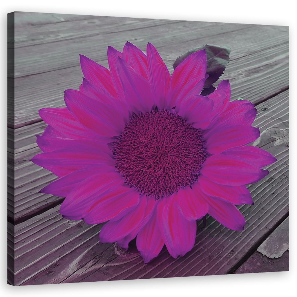 Leinwandbild Rosa Sonnenblume 60x60 Feeby Violett bild für die wand bereit zum aufhängen