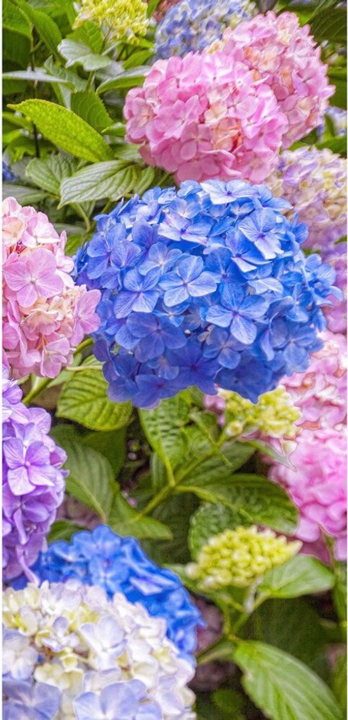 Textilposter - Hortensien Blumen Poster aus Stoff ca 90 x 180 cm