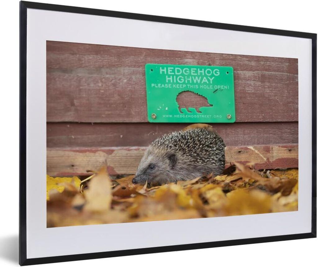 MuchoWow® Gerahmtes Poster Igel geht durch Zaun 60x40 cm - Produktbild 