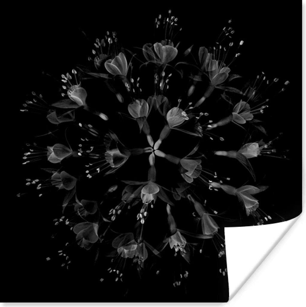 MuchoWow Poster Blume - Lila - Blau - Makro - Schwarz 100x100 cm - Babyzimmer