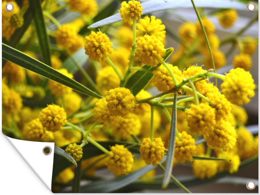 MuchoWow 80x60 cm Outdoor-Poster Gartendeko Sichtschutz Garten Poster für den Garten Mimosenblüten im Frühling