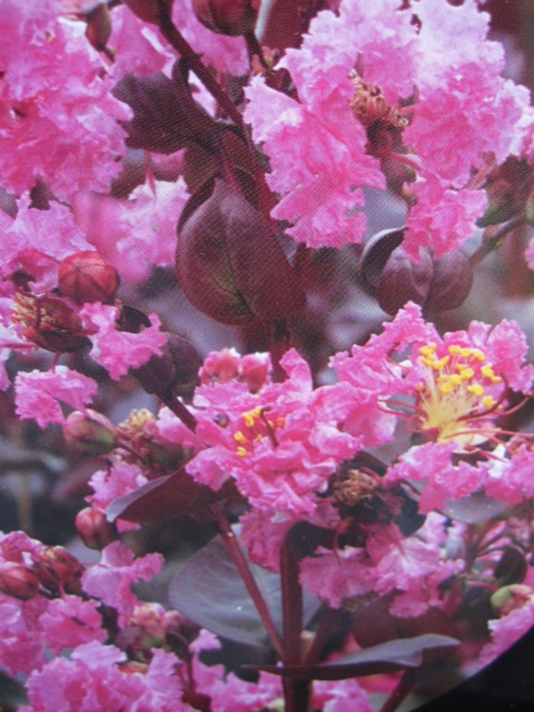 Lagerstroemia indica Rhapsody in Pink - Chinesische Kräuselmyrte - 40-60cm
