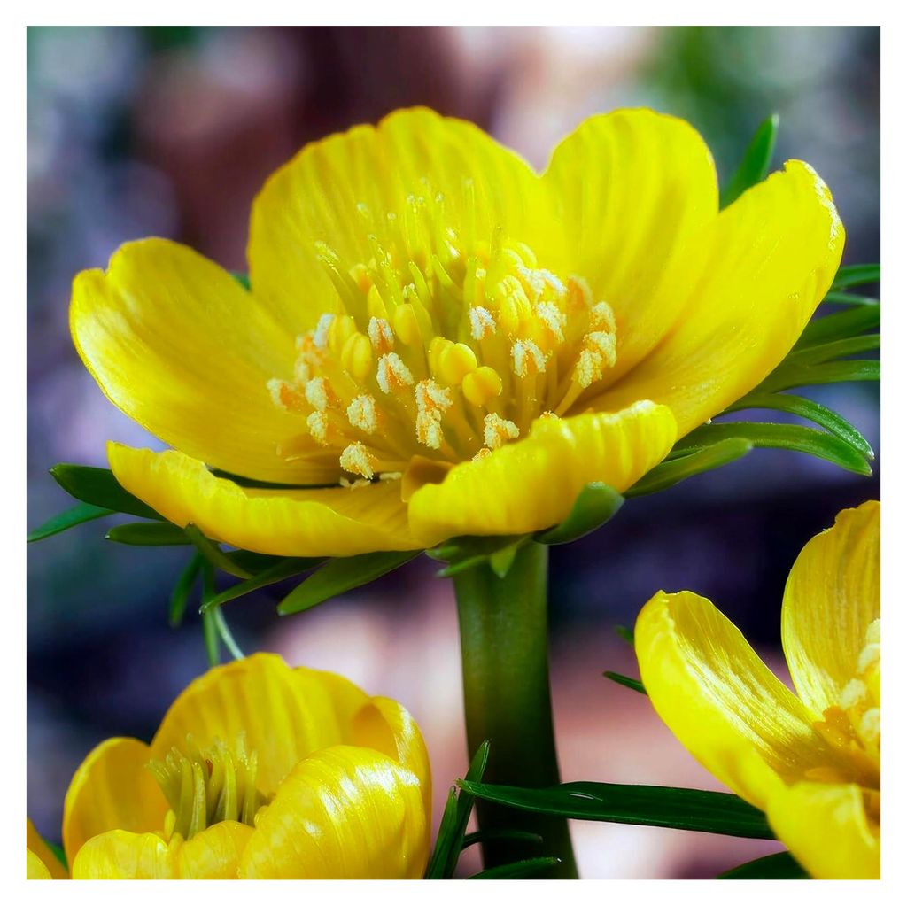 Eranthis cilicica Zwiebeln - 50 Blumenzwiebeln - Mehrjährig und winterhart - Frühlingsgoldbecher - Bodendecker - Echte Pflanzen aus Holland - Fü...