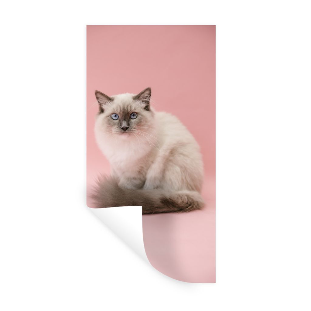 MuchoWow Wandtattoo Wandsticker Wandaufkleber Weiße Perserkatze mit blauen Augen 60x120 cm Selbstklebend und Repositionierbar - Selbstklebend - ...