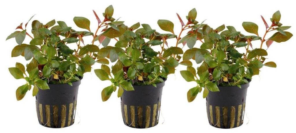 Aquarium Pflanze 3 Stück Ludwigia repens Rubin Produktbild 