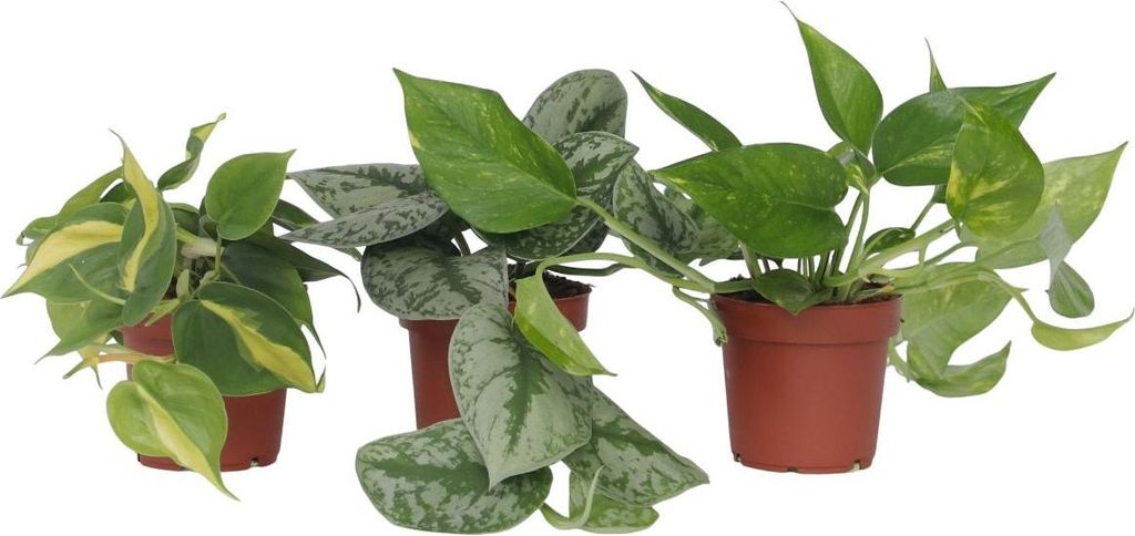 Efeutute - 3 Stk - Philodendron, Epipremnum - Höhe 25-40cm - 12cm