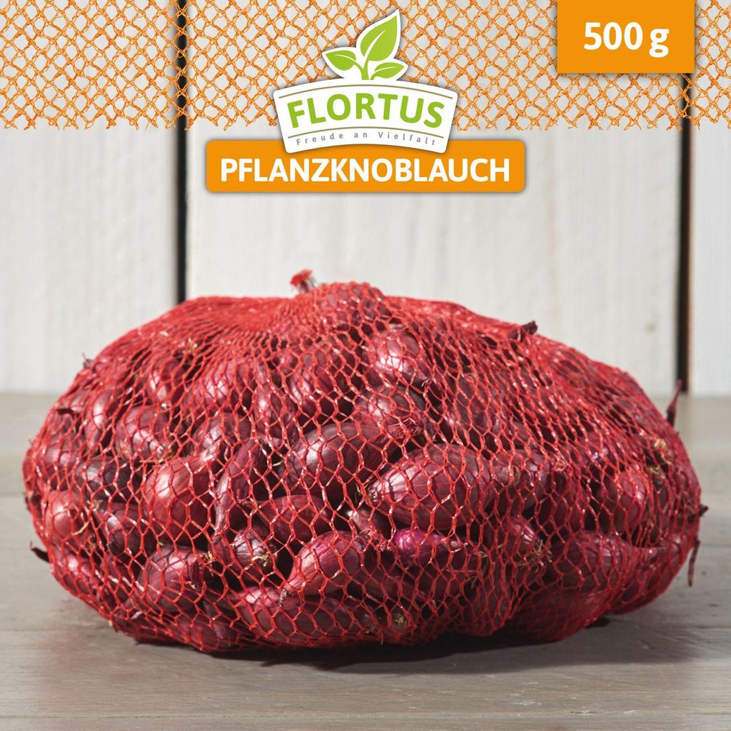 Wintersteckzwiebel Rolein | Steckzwiebeln von FLORTUS, Menge:500 g