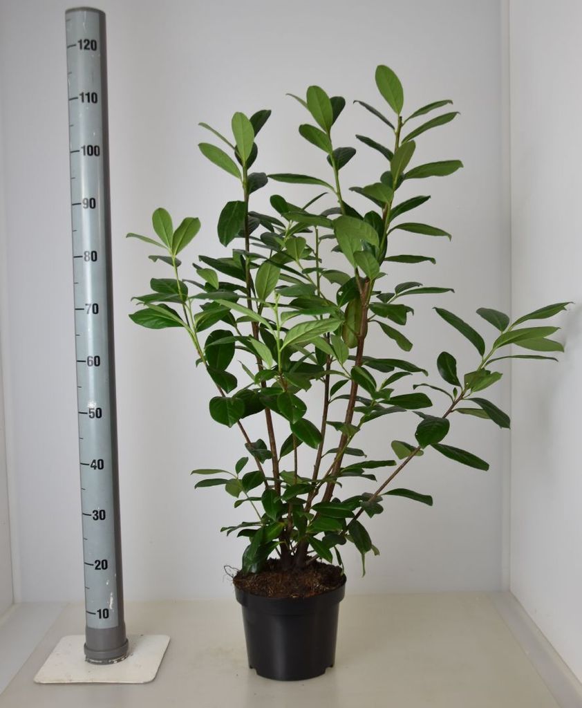 Prunus Laurocerasus Heckenpflanzen 30 Stck Kirschlorbeer Novita 70-100cm  Im Topf  Immergrne Heckenpflanze Prunus Laurocerasus Fr Sichtschutz &  Garten
