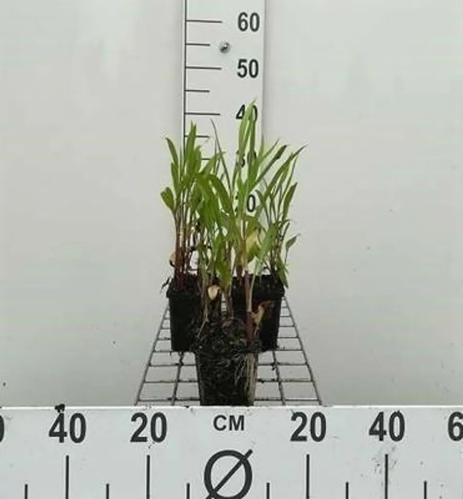Ranunculus lingua Renoncule à langue géante - 6 plants robustes en pot