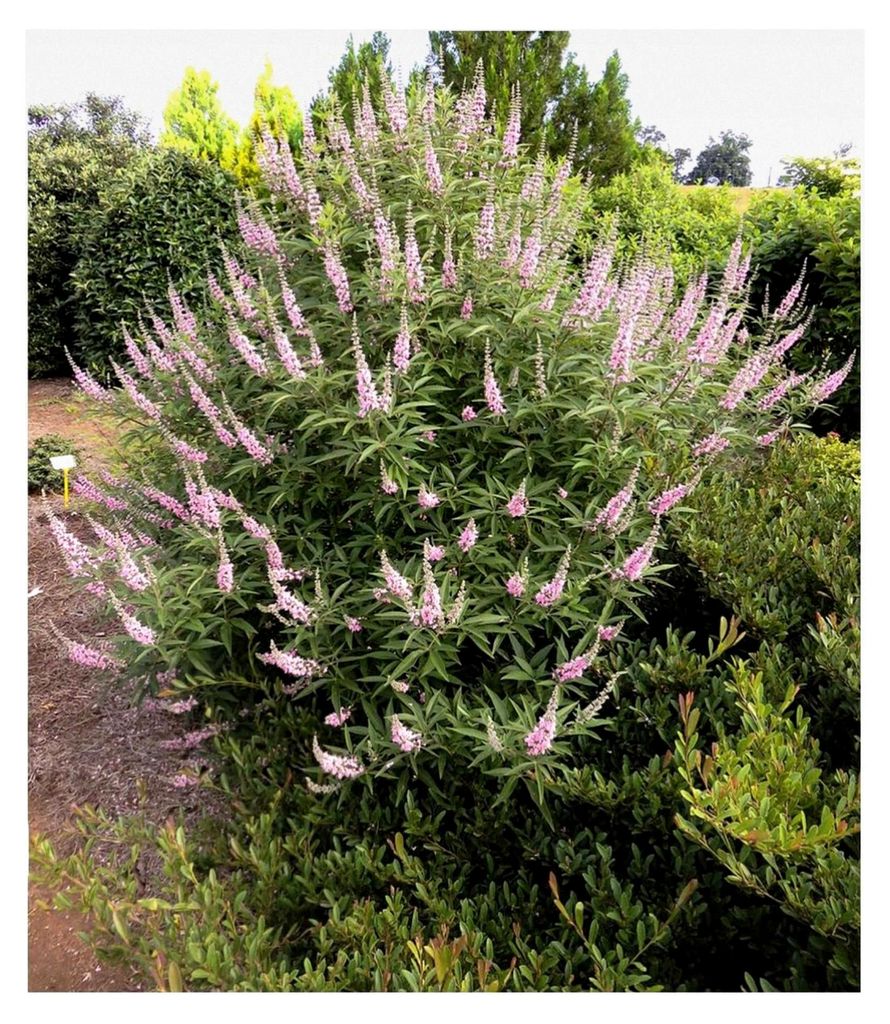 1x Mönchspfeffer 'Galactic Pink ', Pflanze im 9x9 cm-Topf, extrem lange Blütezeit, zieht Bienen & Schmetterlinge an, erinnert an Sommerflieder, ...