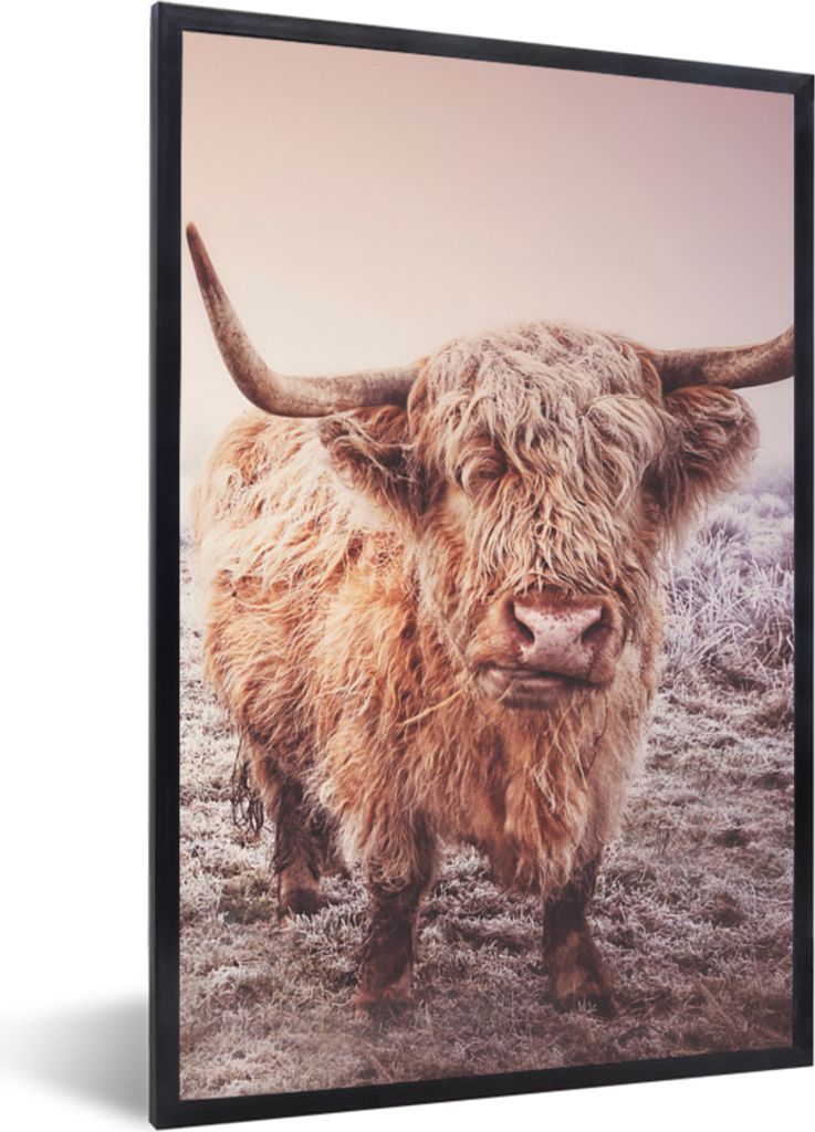 MuchoWow Gerahmtes Poster Schottische Highlander - Schnee - Sonne 40x60 cm - Poster mit Schwarzem Bilderrahmen Wandposter Rahmen Foto Bilder - Pa...