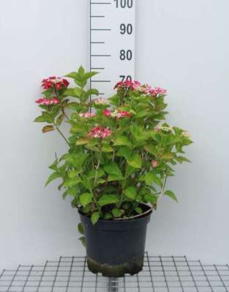 Hydrangea 'Teller Red' (rood/rouge) - Hortensien 40- 60 cm Container