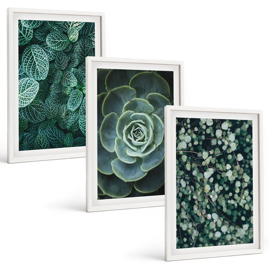 Bilder Set 3-teilig im weißen Rahmen – Wandbilder 3 Stück – gerahmte Poster für Wohnzimmer, Schlafzimmer und Flur – 40x60 cm – Sukkulenten