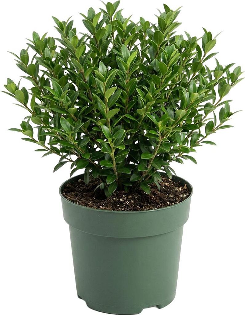 1x Ilex crenata Jenny P10 H20