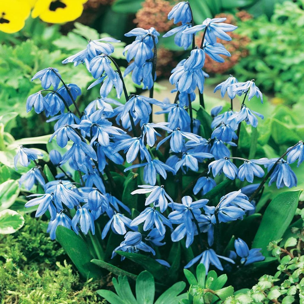 Bulbi di Scilla Bulbi di fiori Stella blu siberiana 5 pz. Immagine del prodotto 