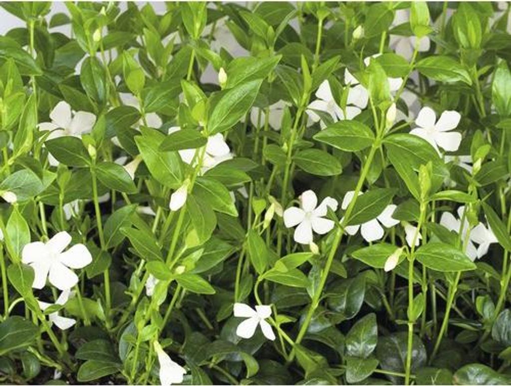 Barvínek menší FloraSelf Vinca minor 'Alba' balení 6 ks Obrázek produktu 