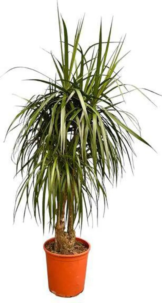 Dracaena Anita Variegata 190 cm - Grande Plante Verte d'Intérieur