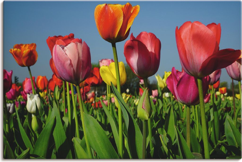 ARTland Leinwandbild Buntes Tulpenfeld Größe: 120x80 cm
