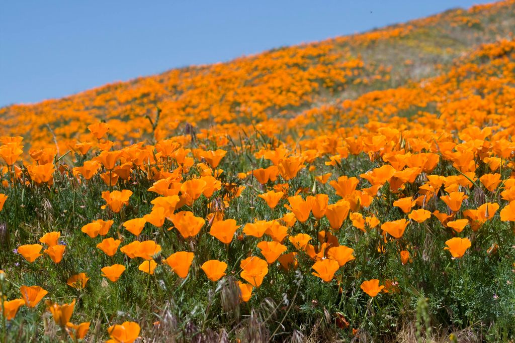 1000 semen kalifornského máku (Eschscholzia californica) – Obrázek produktu 