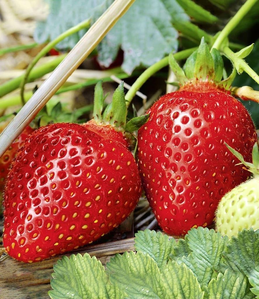 BALDUR Garten 6x Immertragende Erdbeere Albion, Pflanzen im 7x7 cm-Topf, Fragaria, das ganze Jahr Früchte, immertragend & winterhart, Fragaria x a...