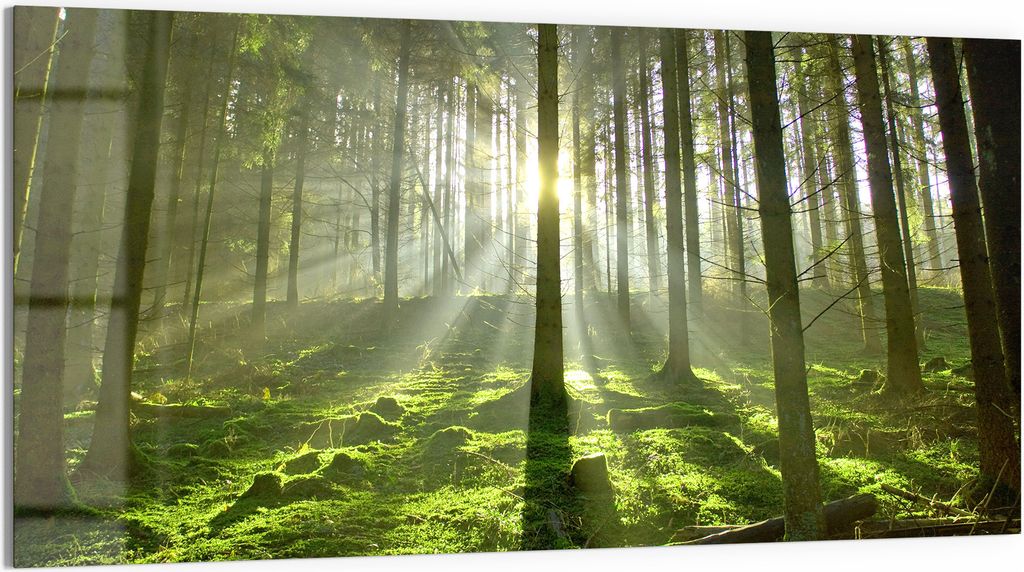 DEQORI Glasbild Echtglas 100x50 cm 'Waldlichtspiele' Wandbild Bild modern Deko