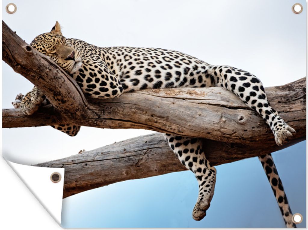 MuchoWow 40x30 cm Outdoor-Poster Gartendeko Sichtschutz Garten Poster für den Garten Leopard auf dem Baum