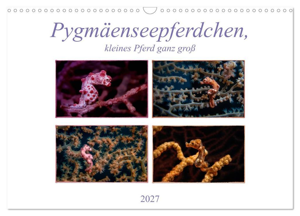 Pygmäenseepferdchen, kleines Pferd ganz groß (Wandkalender 2027 DIN A3 quer), CALVENDO Monatskalender