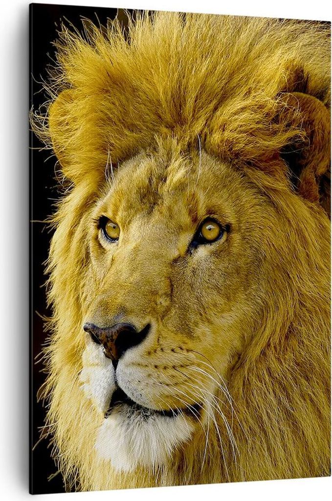 Bild auf Leinwand - Leinwandbild - Einteilig - Löwe Tiere Tierwelt - 70x100cm - Wand Bild - Wanddeko - Wandbilder - Leinwanddruck - Wanddekoration...