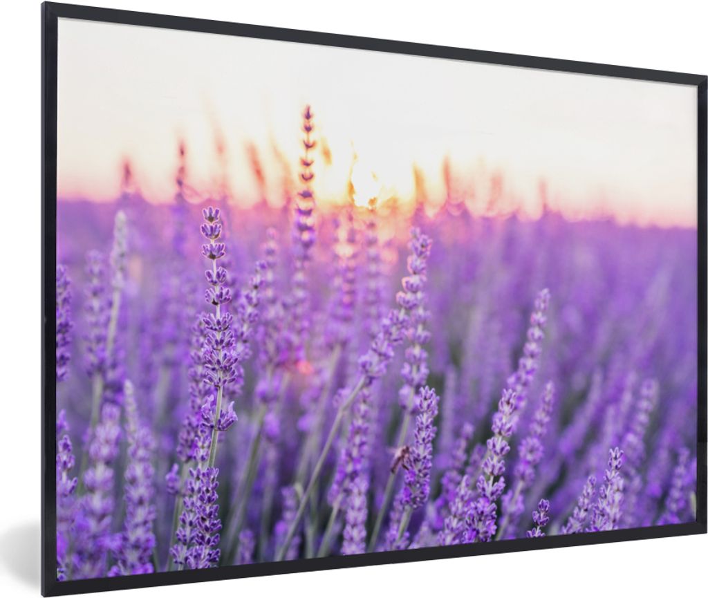 MuchoWow Gerahmtes Poster Lavendel - Nahaufnahme - Lila - Blumen 60x40 cm - Poster mit Schwarzem Bilderrahmen Wandposter Rahmen Foto Bilder - Pri...