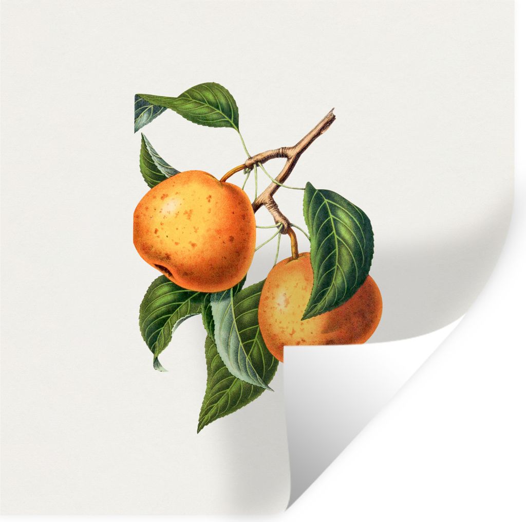 MuchoWow Wandtattoo Wandsticker Wandaufkleber Lebensmittel - Obst - Jahrgang 80x80 cm Selbstklebend und Repositionierbar - Wierderverwendbar - Se...
