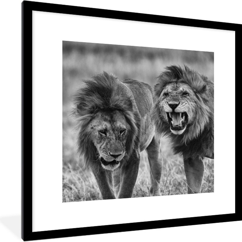 MuchoWow Gerahmtes Poster Löwen - Schwarz - Weiß - Jagen 40x40 cm - Poster mit Schwarzem Bilderrahmen Wandposter Rahmen Foto Bilder - Poster - ...