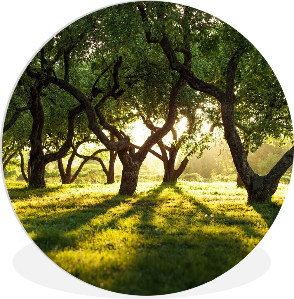 MuchoWow Rundes Wandbild - Runde Bilder Bäume - Natur - Sonne Ø 30 cm Kreis Wanddekoration Kunststoff - Wandkreis - Wandschmuck - Schlafzimmer ...