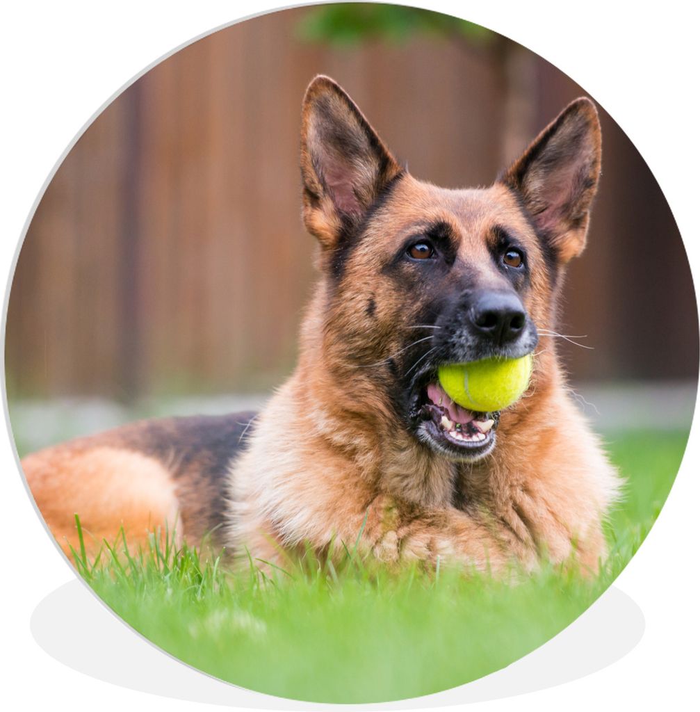 MuchoWow Rundes Wandbild - Runde Bilder Deutscher Schäferhund mit einem Tennisball im Maul Ø 60 cm Kreis Wanddekoration Kunststoff - Wandkreis ...