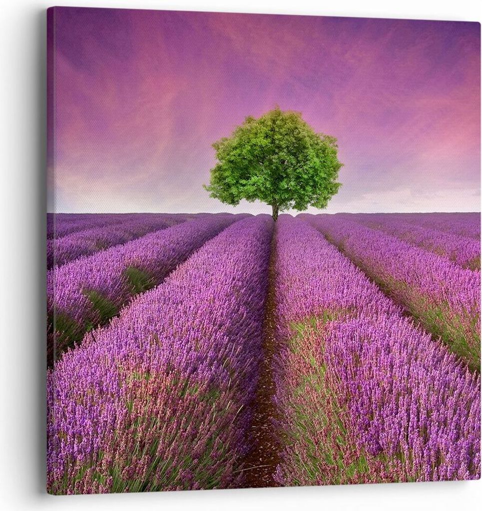 Bild auf Leinwand - Leinwandbild - Wiese lavenda Sommer Landschaft - 40x40cm - Wand Bild - Wanddeko - Leinwanddruck - Bilder - Kunstdruck - Wanddek...