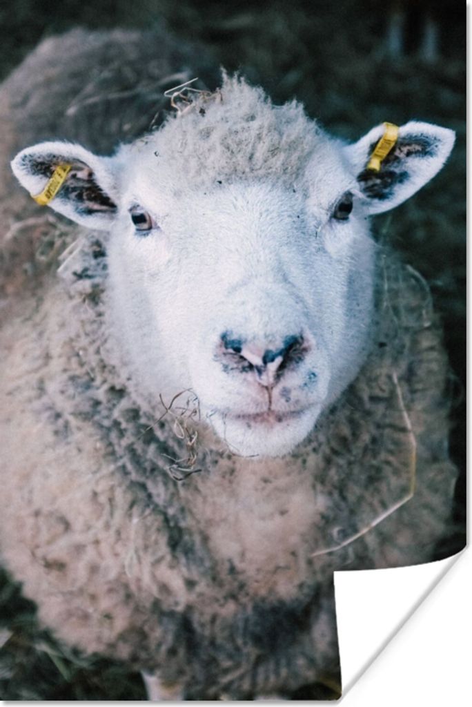 MuchoWow Poster Schafe - Tiere - Rinder 80x120 cm - Papierdruck