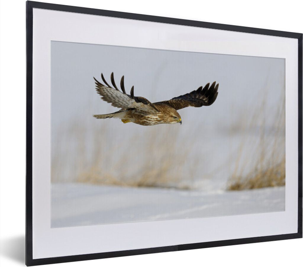 MuchoWow MuchoWow Gerahmtes Poster Bussard im Flug über verschneitem Boden in einer Winterlandschaft 40x30 cm - Poster mit zchwarzem Bilderrah...