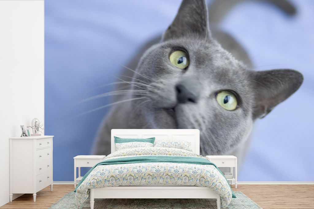 MuchoWow Fototapete für Wohnzimmer oder Schlafzimmer Wandtapete Vinyl Motivtapete Burmakatze mit schönen Augen - 525x350 cm - Das Hintergrundbild