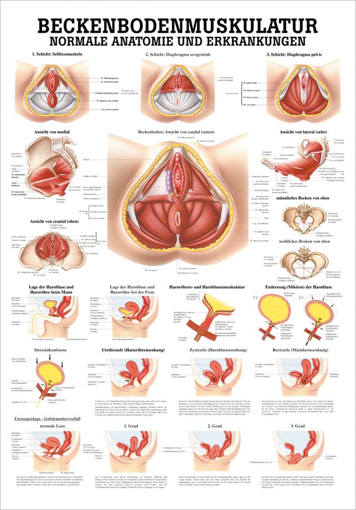 Beckenbodenmuskulatur Lehrtafel Anatomie 100x70 cm medizinische Lehrmittel