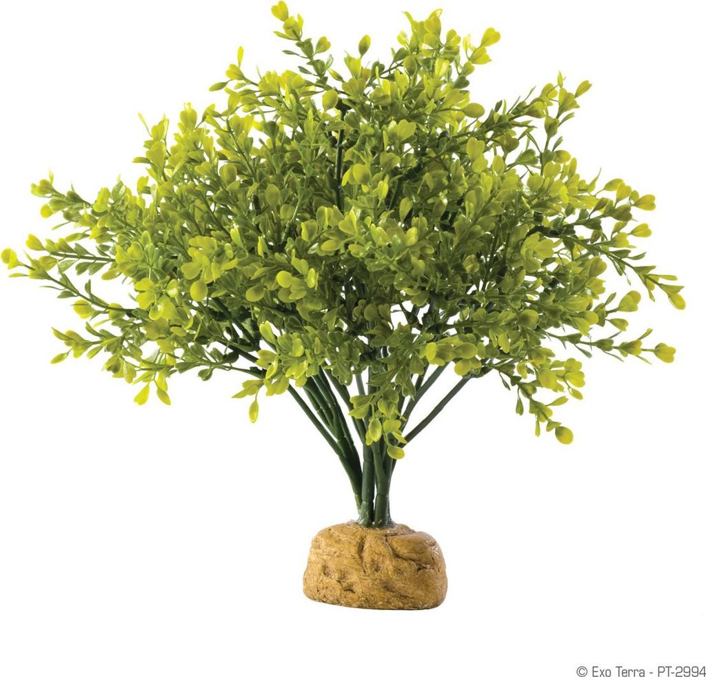 Exo Terra Terrarien-Pflanze Buchsbaum