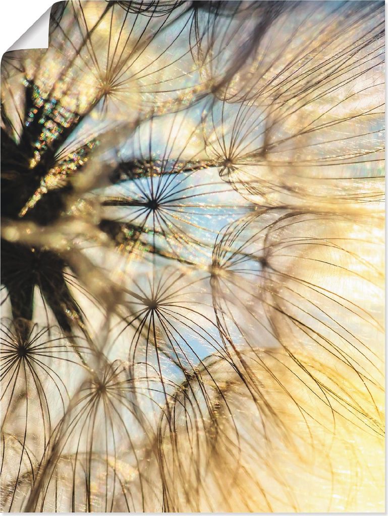 ARTland Poster Pusteblume Poesie Größe: 30x40 cm